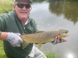 Trout hooked by anglers fly fishing in the lakes and rivers at the foot of the Southern Alps in New Zealand.