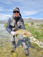 Fly fishing trout in beautiful New Zealand