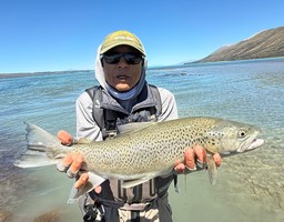 Trout hooked by anglers fly fishing in the lakes and rivers at the foot of the Southern Alps in New Zealand.