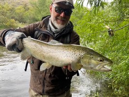 Fly fishing trout in beautiful New Zealand