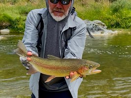 Trout hooked by anglers fly fishing in the lakes and rivers at the foot of the Southern Alps in New Zealand.