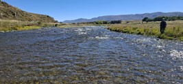 Fly fishing trout in beautiful New Zealand