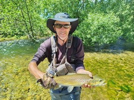 Trout hooked by anglers fly fishing in the lakes and rivers at the foot of the Southern Alps in New Zealand.